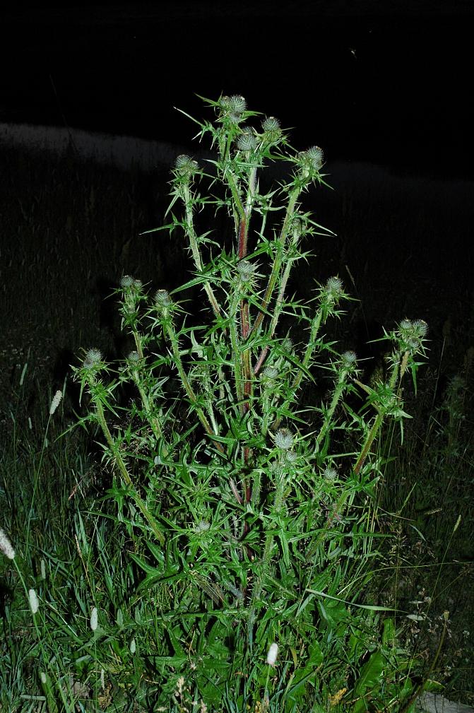 Eläimet välttävät laitumella kasvavaa piikkiohdaketta