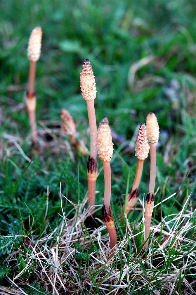 Peltokorte on itiökasvi. Kuvassa kevätverso