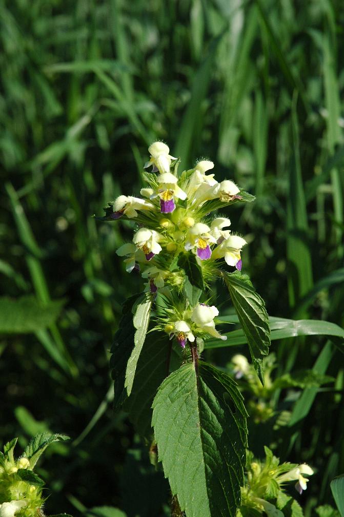 Kirjopillikkeen kukka on keltainen ja alahuulen keskiliuska sinipunainen