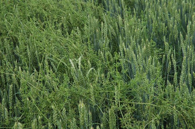 Jos peltomataraa ei torju, se kasvaa jopa viljan yläpuolelle