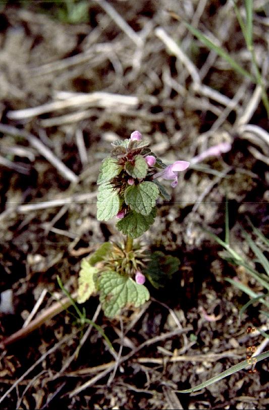 Punapeipin kukat ovat vaaleanpunaisia 