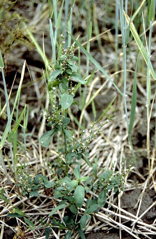 Pihatattaren kukat ovat pieniä, valkoisia