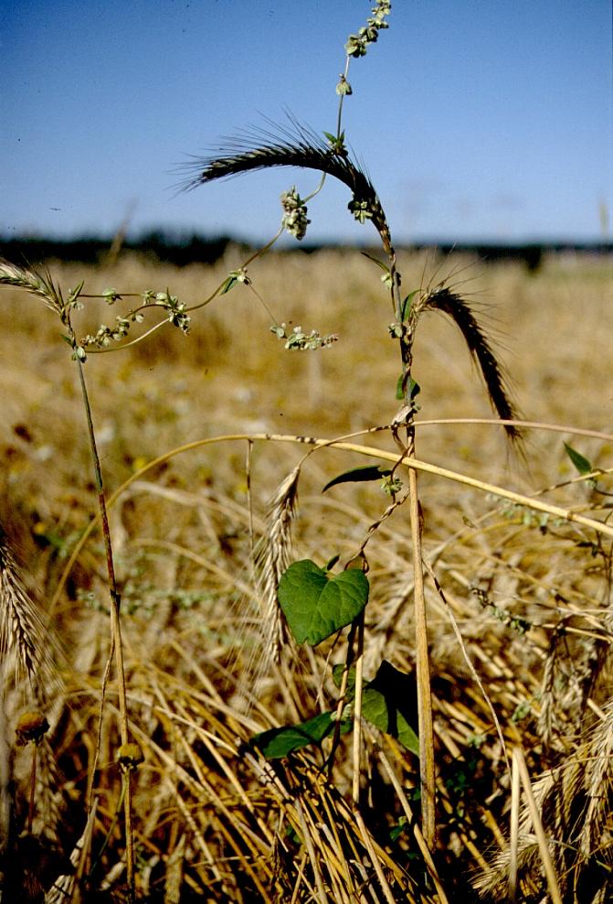 Torjumaton kiertotatar kilpailee rukiin kanssa