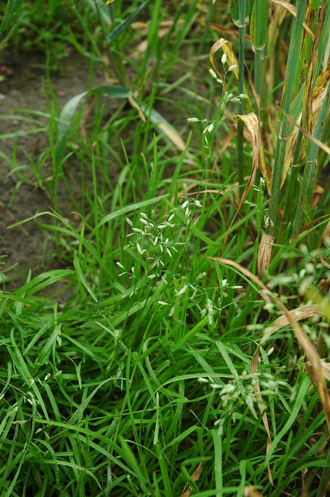 Kylänurmikka pitää kasvuston alaosan kosteana