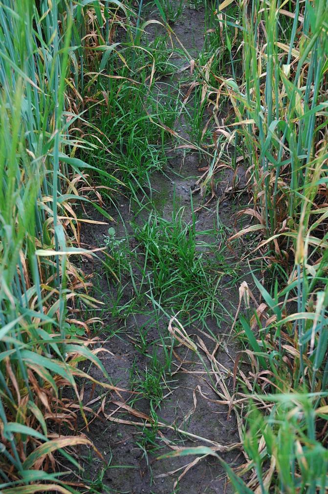 Kylänurmikka kasvaa usein viljakasvuston aukkopaikoissa