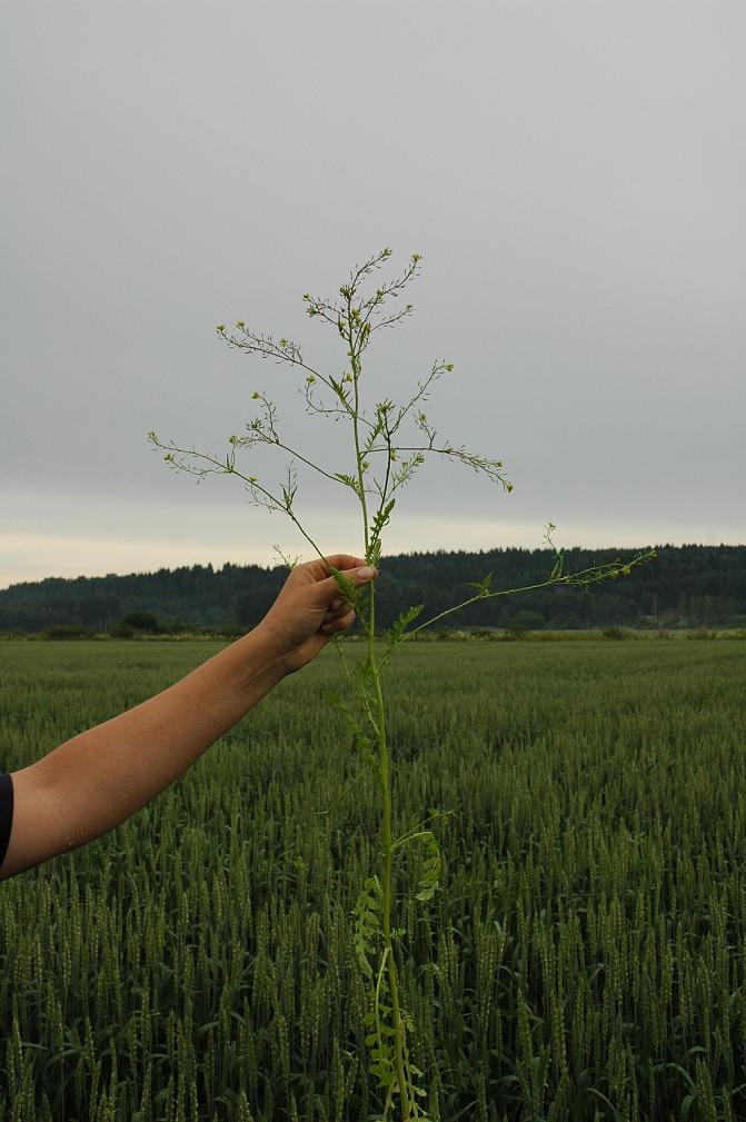 Rikkanenätin varsi on pitkä