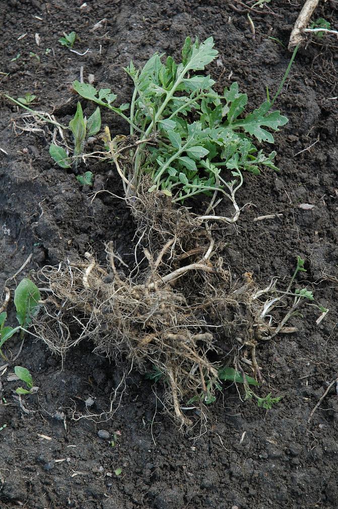 Rikkanenätti leviää katkenneista juurenpalasista