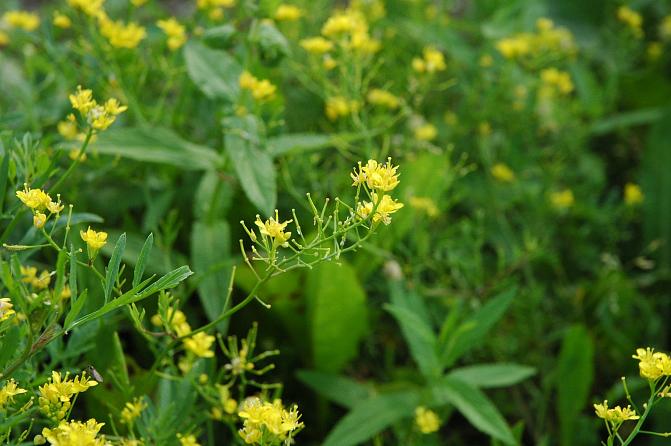 Rikkanenätin kukat ovat keltaiset