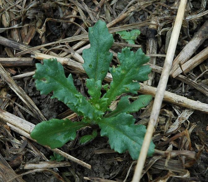 Peltovillakon ensimmäiset kasvulehdet ovat hammaslaitaisia 