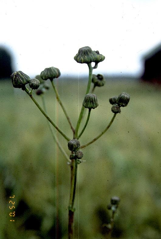 Peltovalvatilla on suuret kukkanuput