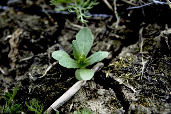 Peltotaskuruohon ruusukkeen lehdet ovat mutkalaitaisia