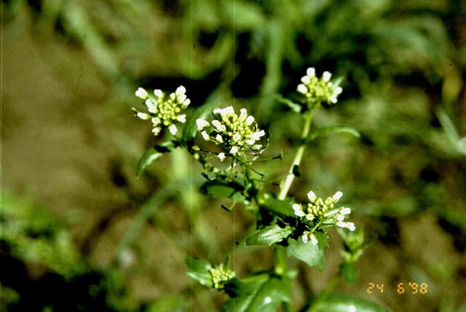 Ristikukkaisena taskuruoho on möhöjuuren isäntäkasvi