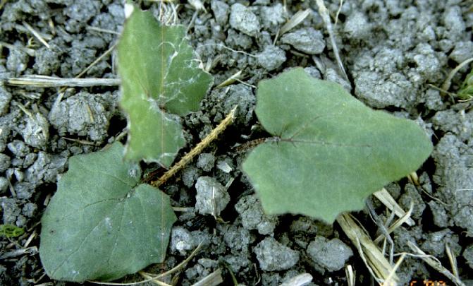Leskenlehden kasvulehdet peittävät maanpintaa