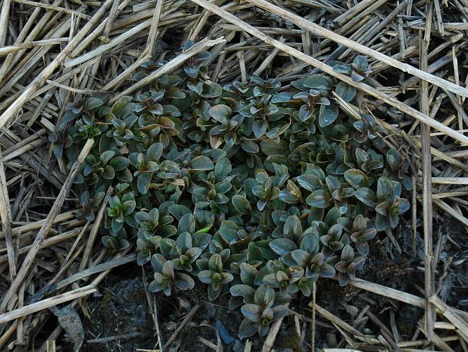 Orvontädyke talvehtii