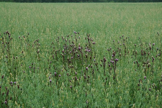 Ohdake kasvaa yleensä laikuittain