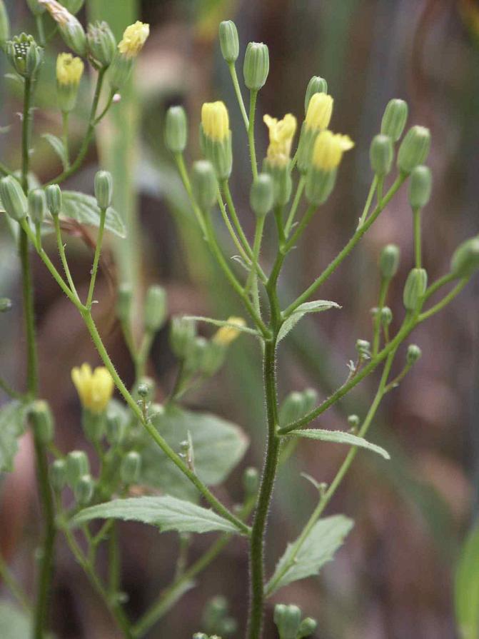 Linnunkaalin kukat ovat pitkäperäisissä mykeröissä 