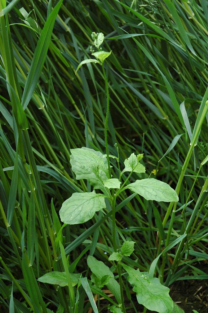 Linnunkaali kasvaa 30 – 100 cm korkeaksi