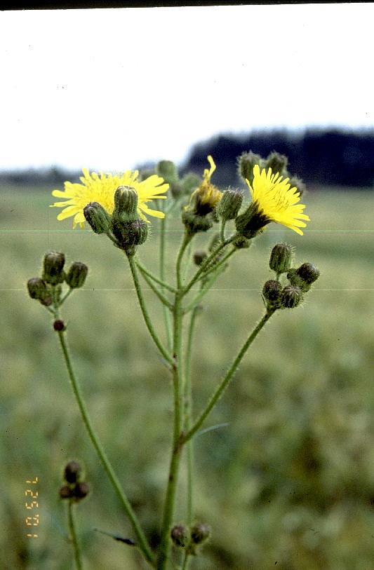 Peltovalvatin kukka on keltainen