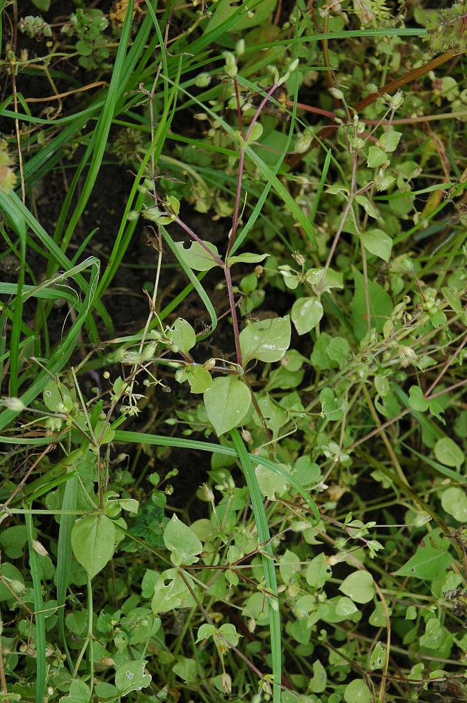 Kosteassa pihatähtimö on maanpeittokasvi 
