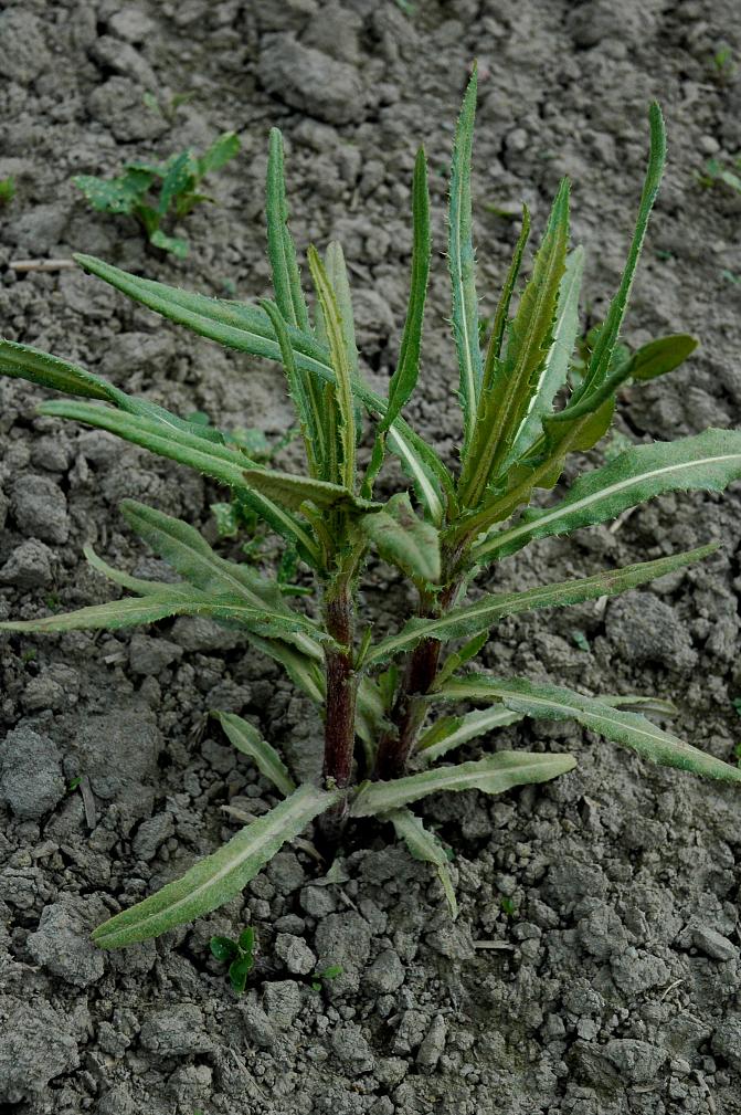 Pelto-ohdake alkaa nousta