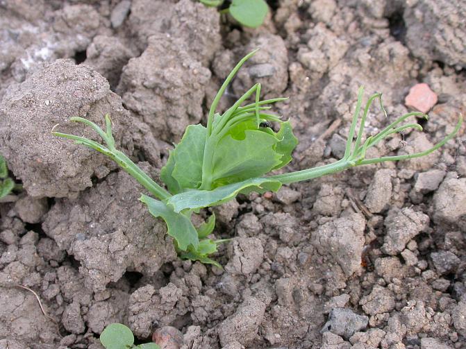 Juovahernekärsäkkään vioitusta