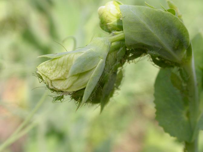 Hernekirvat löytyvät yleensä herneen kukinnoista