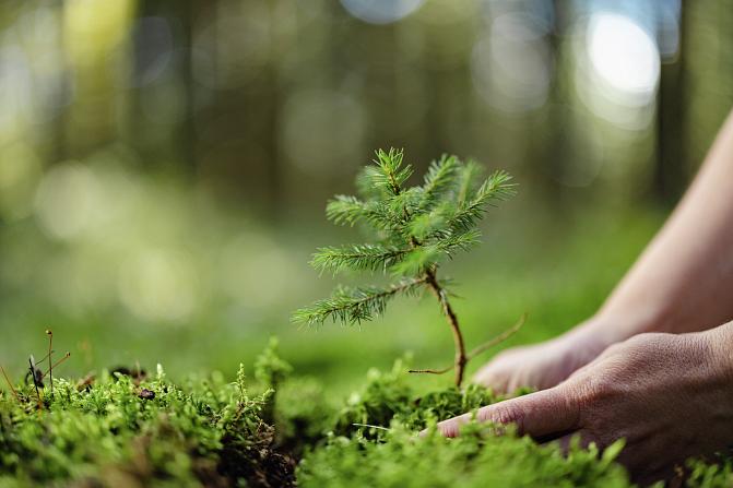 En persons händer planterar en planta i skogen.