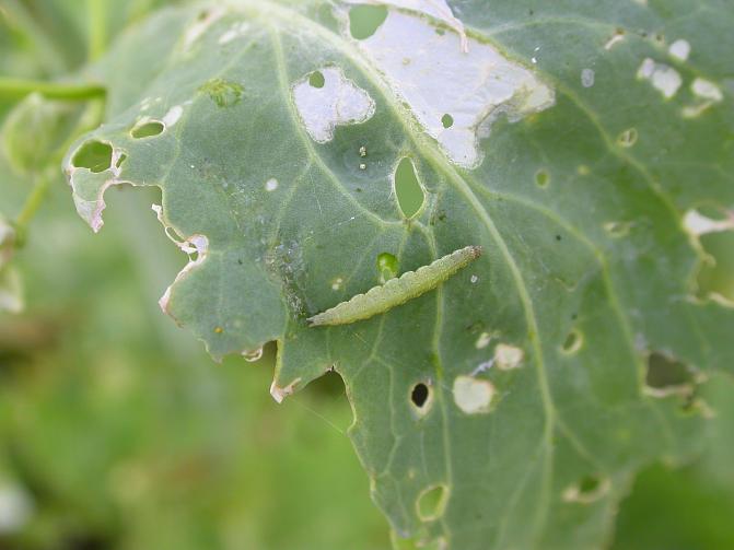 Kaalikoin toukka ja vioitusta