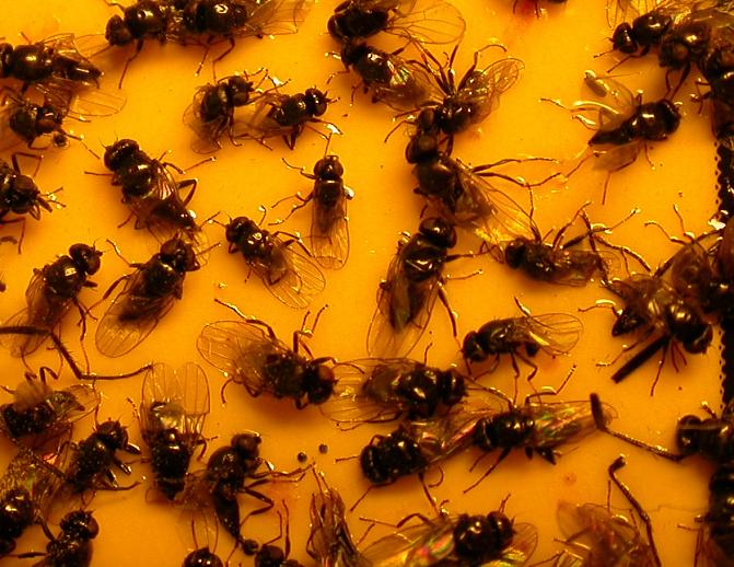 Kahukärpäsiä kelta-ansassa 