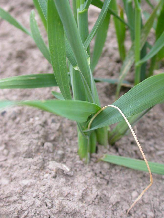 Kahukärpäsvioitusta