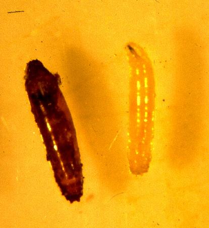 Kahukärpäsen n. 5 mm kokoinen kotelo tai toukka voi löytyä vioittuneen oraan tyveltä