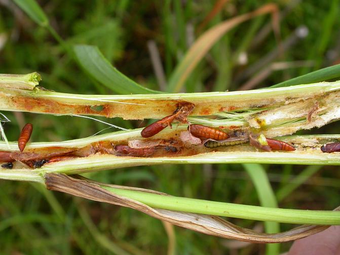 Kuminakoin koteloita varren sisällä