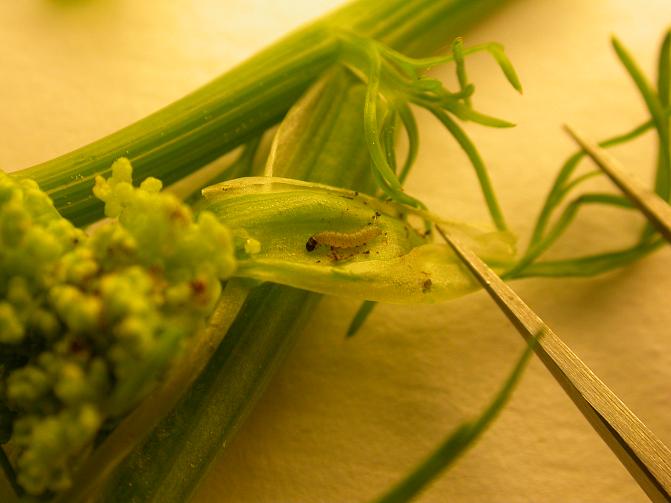 Juuri kuoriutunut kuminakoin toukka 