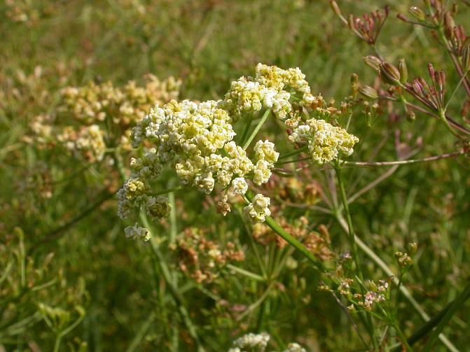 Kuminanrengaspunkin vioitusta kukinnoissa