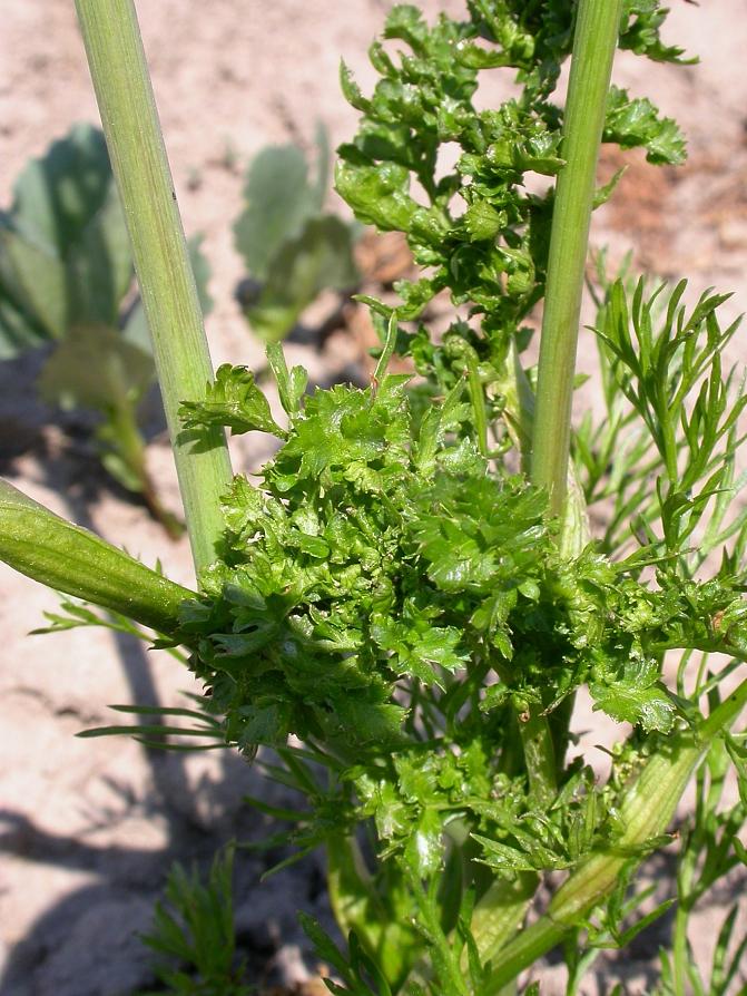 Kuminanrengaspunkin persiljamaista vioitusta kumina lehdessä