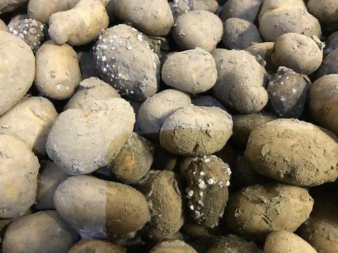 Kumimädän aiheuttamaa homekasvustoa mukuloiden pinnalla