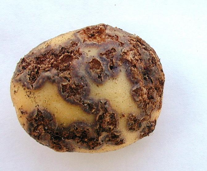 Rupioireet vaihtelevat lievästä pinta- ja kohoruvesta syvälle maltoon ulottuvaan syvärupeen