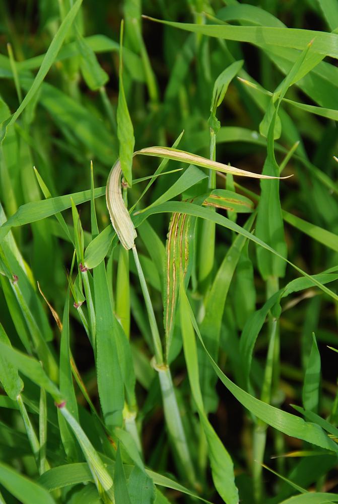 Edetessään viirutauti aiheuttaa lehtien repeytymisen liuskoiksi 