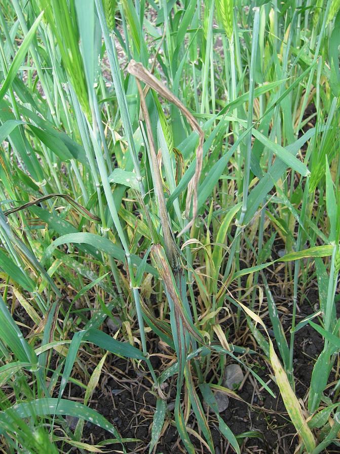 Viirutautiset kasvit jäävät pieniksi ja tähkä jää tuppeen