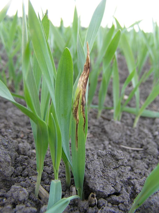 Siemenlevintäinen verkkolaikku