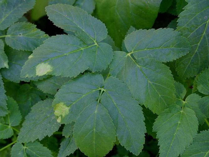 Lehtihome muodostaa lehtiin vaaleita laikkuja, joiden alapinnalla näkyy hentoa rihmastoa.