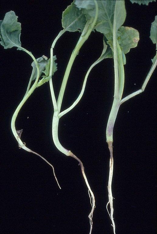 Taimipoltetta kaalin taimissa