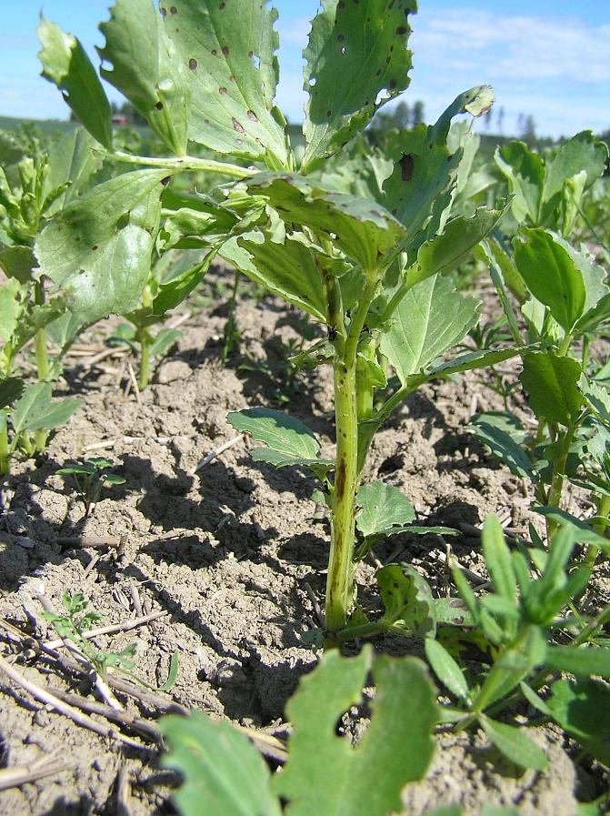 Suklaalaikkua härkäpavun lehdissä ja varressa