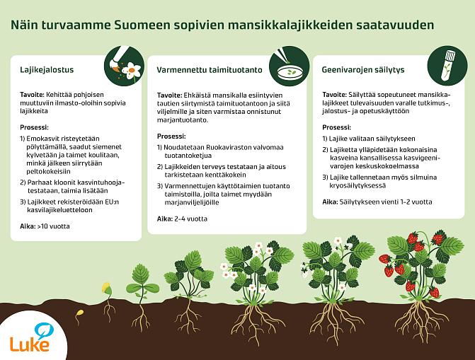 Mansikan jalostukseen sisältyy kolme vaihetta: lajikejalostus, varmennettu taimituotanto ja geenivarojen säilytys