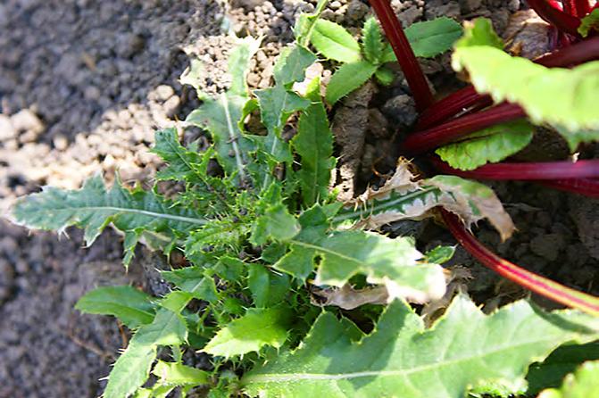 Ohdakkeet ja muut monivuotiset rikkakasvit sekä juolavehnää pyritään hävittämään lohkolta viljelykierron muiden kasvien viljelyn aikana