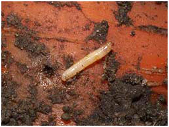 En larv av morotsfluga i en morot