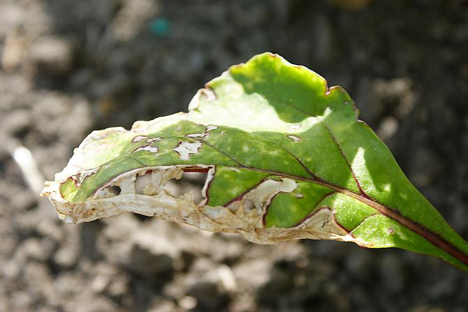Punajuuri on herkkä rikkakasvihävitteiden polttovioitukselle varsinkin helteisellä säällä