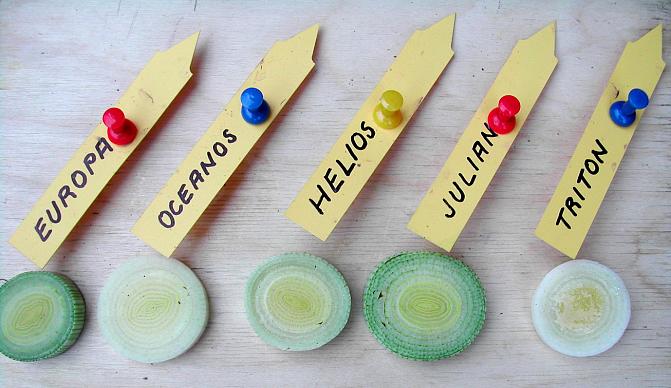 Olika typer av purjolök i sortförsök