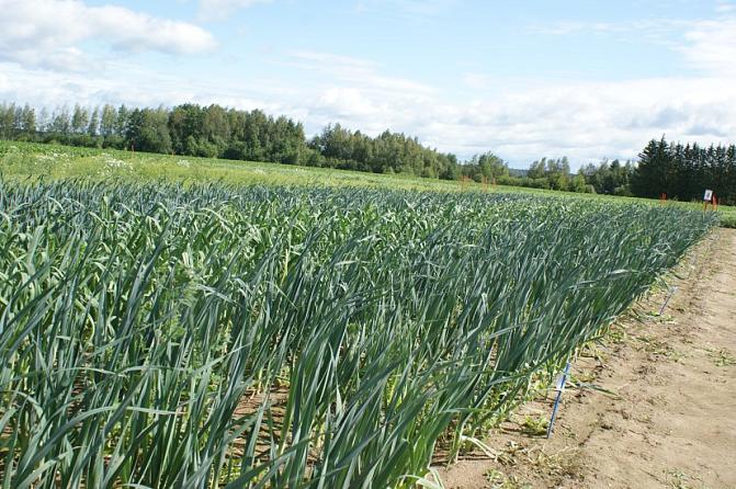 Försök med purjolök