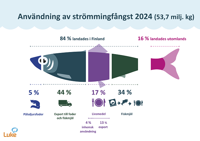 Diagrammet visar uppgifter om användningen av strömmingsfångsten år 2024 baserat på deklarationer om första inköp och statistik över internationell fiskhandel. Fångsten var 53,7 miljoner kg, varav 84% landades i Finland och 16% utomlands. Av den strömming som landades i Finland användes 5 % som pälsdjursfoder, 34 % som fiskmjöl, 17 % som livsmedel och 44 % exporterades som foder eller fiskmjölsråvara.  Translated with DeepL.com (free version)